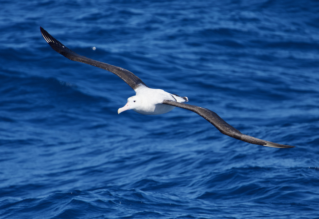 Wandering Albatross in December 2023 by kwright. Crude location ...