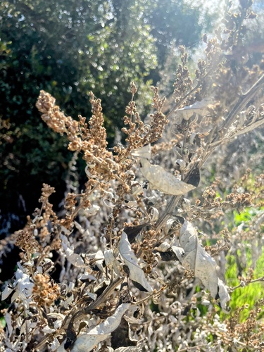 Mugwort winter