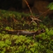 Tohoku Clawed Salamander - Photo (c) oryzias4562, all rights reserved, uploaded by oryzias4562