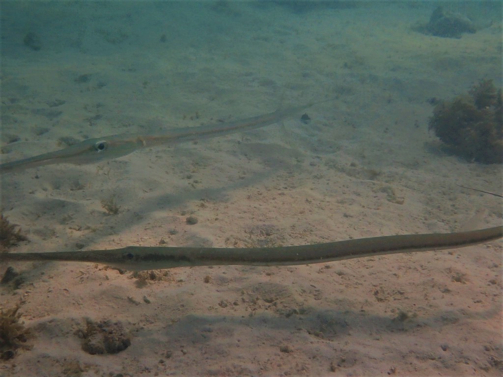 Bluespotted Cornetfish