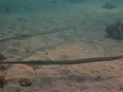 Bluespotted Cornetfish
