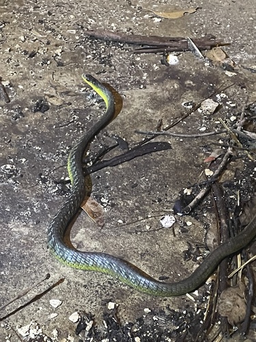 Common Tree Snake sighting