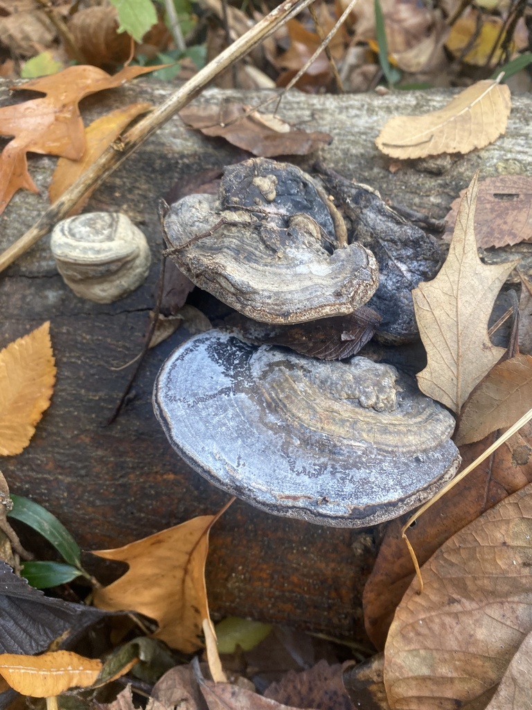 Fomes fasciatus from Overton Park, Memphis, TN, US on December 1, 2023 ...