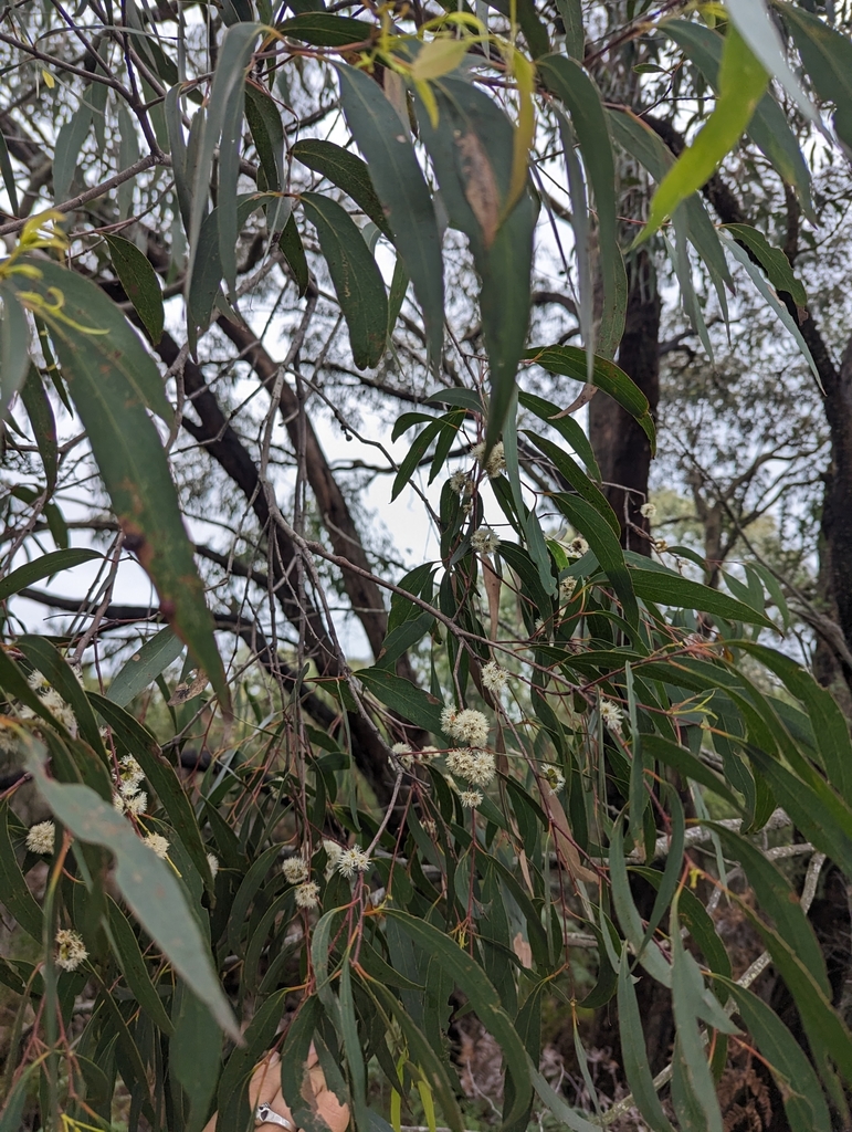 narrowleaf peppermint gum from Elizabeth Island VIC 3921, Australia on