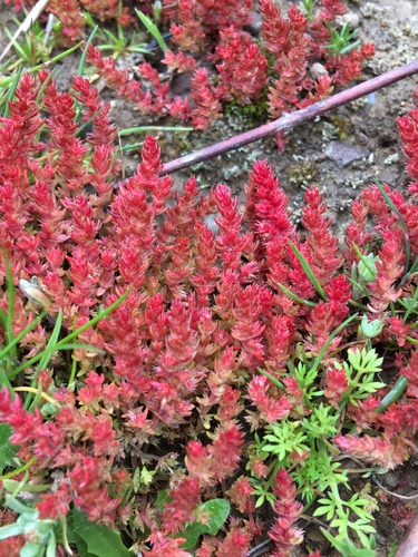 iNaturalist observation photo of Mossy Stonecrop
