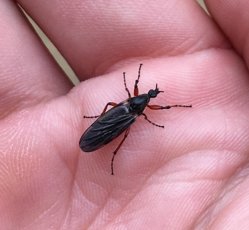 iNaturalist observation photo of Bibio