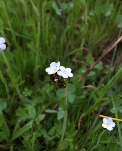 iNaturalist observation photo of Insects