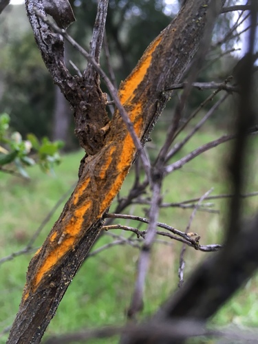 iNaturalist observation photo of Orange Rock Hair