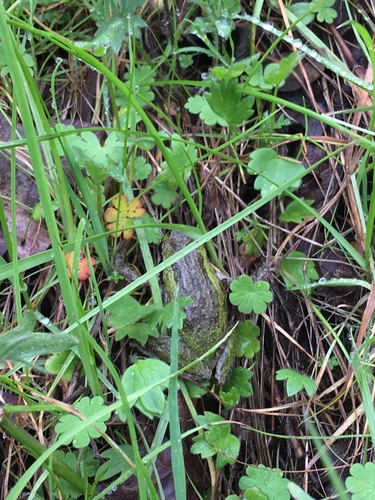 iNaturalist observation photo of Pacific chorus frog