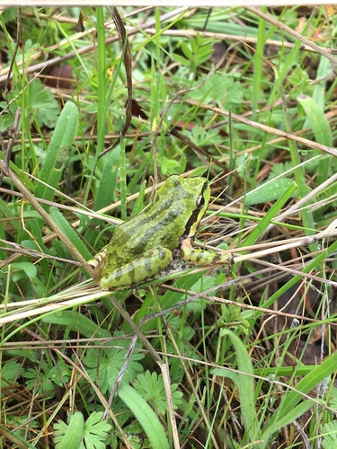 iNaturalist observation photo of Pacific chorus frog