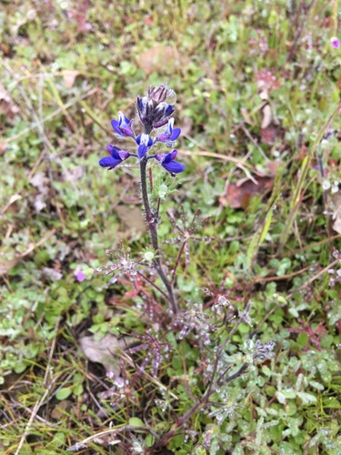 iNaturalist observation photo of lupines