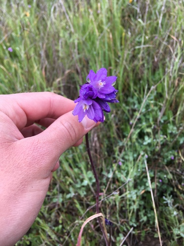 iNaturalist observation photo of blue dicks