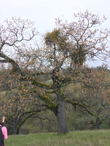 iNaturalist observation photo of California black oak