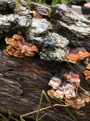 iNaturalist observation photo of Stereum