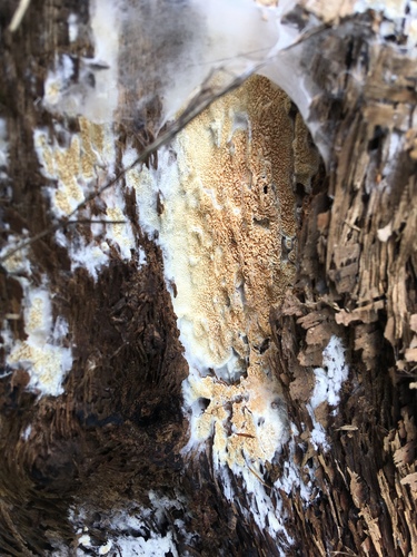iNaturalist observation photo of Bracket Polypores