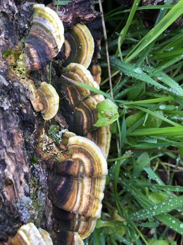 iNaturalist observation photo of turkey-tail