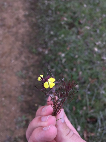iNaturalist observation photo of Johnnytuck