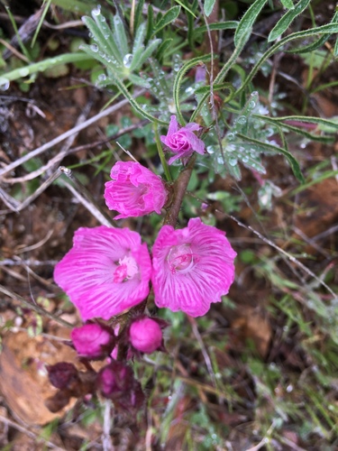 iNaturalist observation photo of checkerbloom