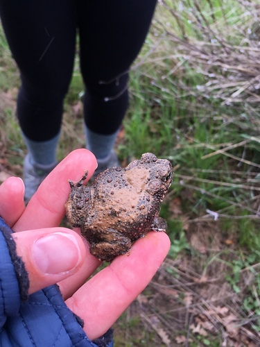 iNaturalist observation photo of Western Toad