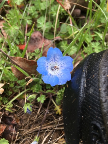 iNaturalist observation photo of Menzies' baby blue eyes