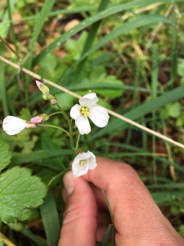 iNaturalist observation photo of milkmaids