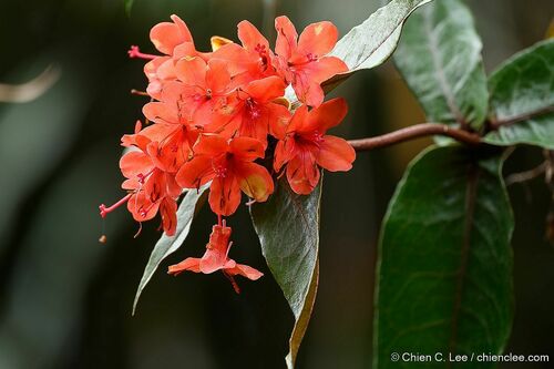 Rhododendron fallacinum