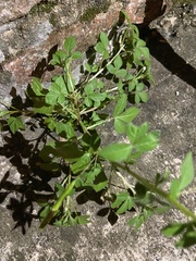 Cleome rutidosperma image