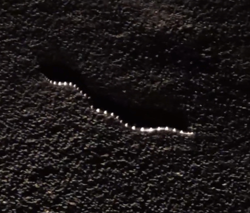 Eastern Bandy Bandy sighting