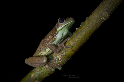 Milk Frogs