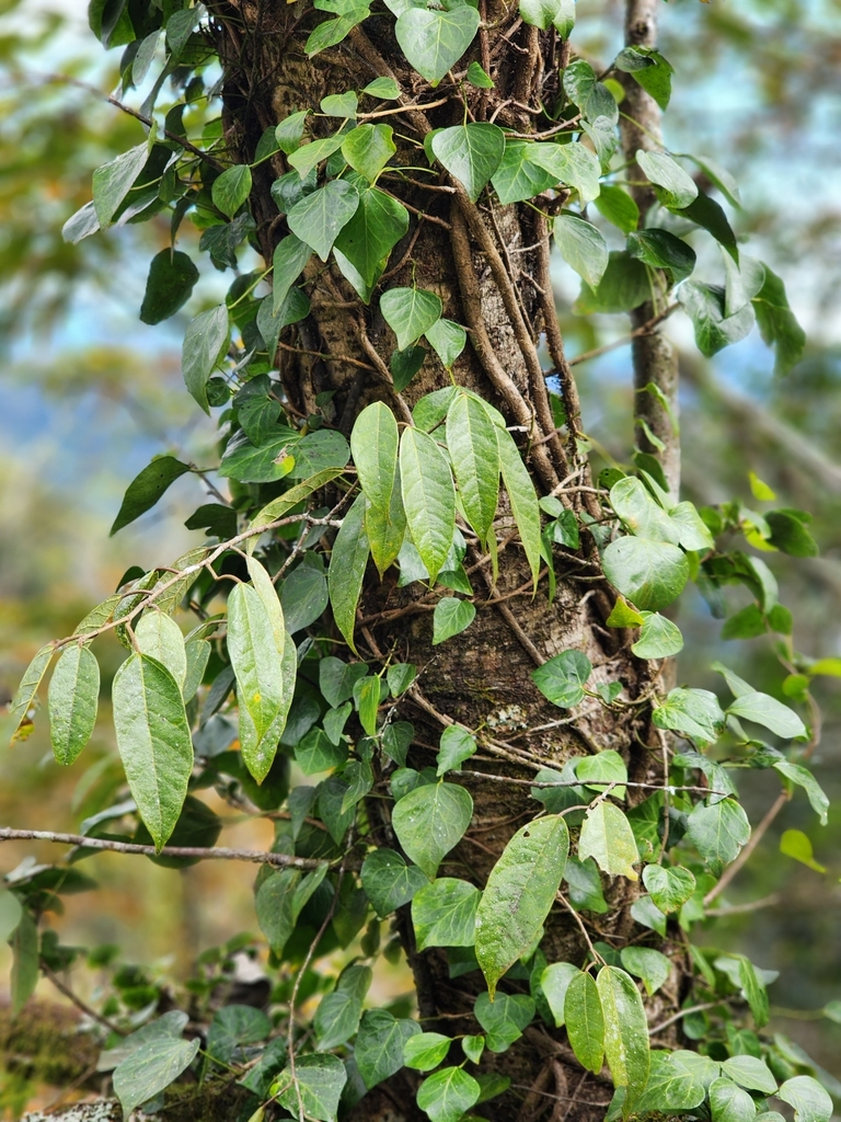 Ficus sarmentosa nipponica from 313台灣新竹縣尖石鄉玉峰村宇老1鄰5號 on December 13 ...