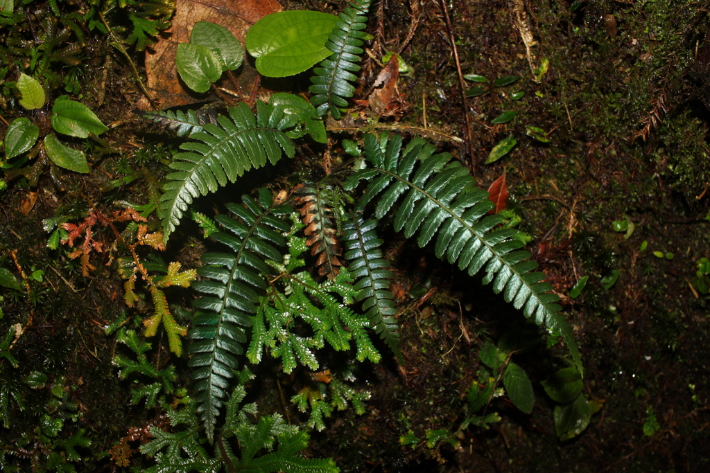 Diplazium tomentosum (Diplazium tomentosum)