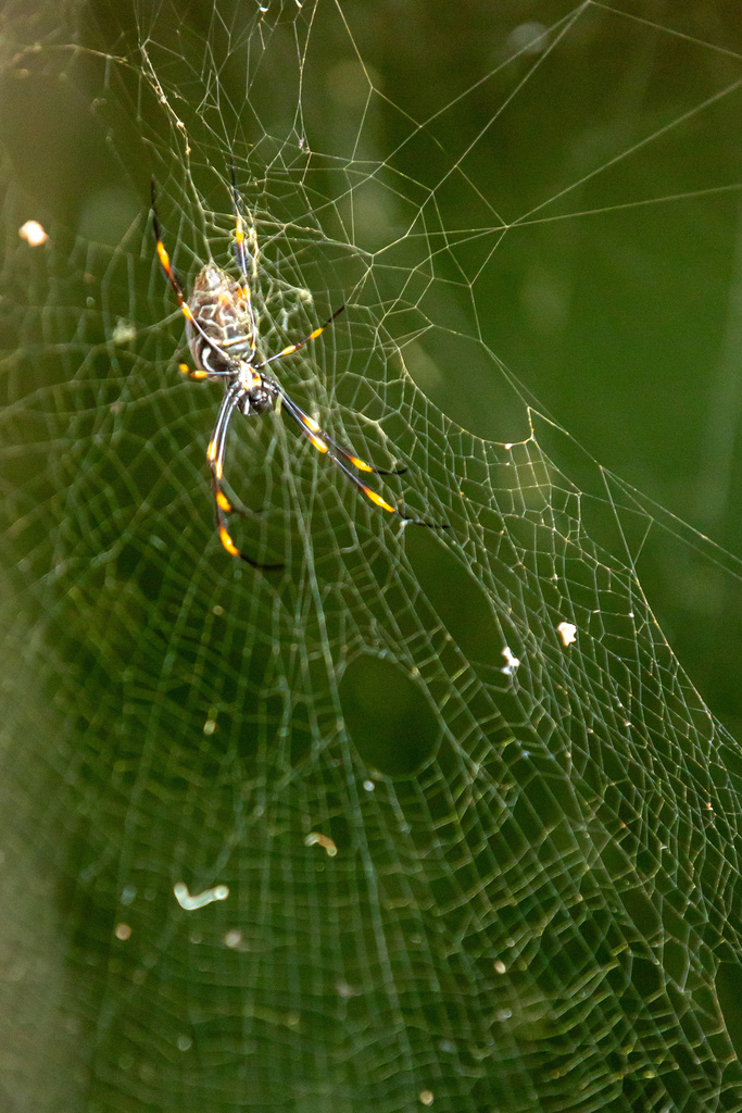 Tiger Spider from Griffith University - Gold Coast Campus, Southport ...