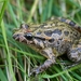 Iberian Painted Frog - Photo (c) ruimvs, all rights reserved, uploaded by ruimvs