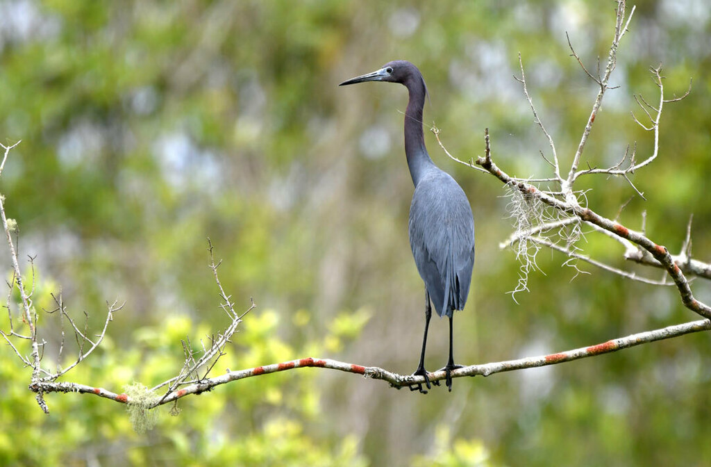 Little Blue Heron from Okefenokee NWR; Charlton County, GA, USA on ...