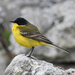 Black-headed Wagtail - Photo (c) Наталия Походзей, all rights reserved, uploaded by Наталия Походзей