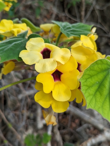 Uncarina peltata