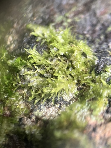 Colura rhynchophora