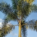 Foxtail Palm - Photo (c) Martha Patricia R, all rights reserved, uploaded by Martha Patricia R