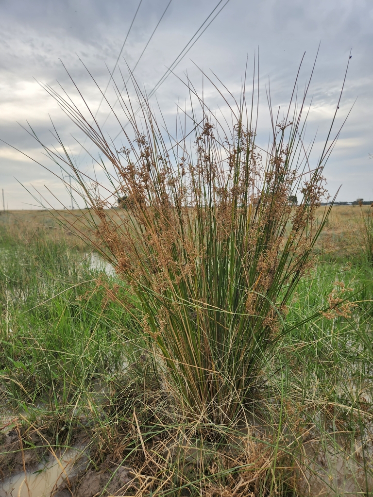 rushes from Jerilderie NSW 2716, Australia on December 12, 2023 at 06: ...