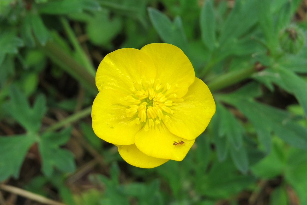 African buttercup from West Friendship, MD, USA on May 3, 2016 at 11:28 ...