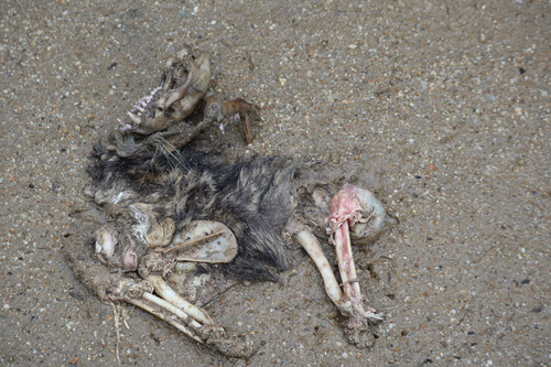 iNaturalist observation photo of Common Raccoon