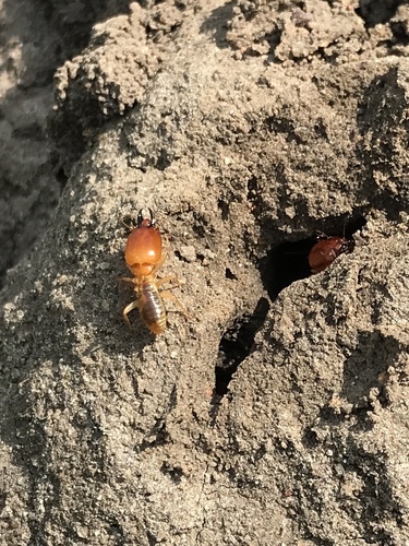 Macrotermes bellicosus
