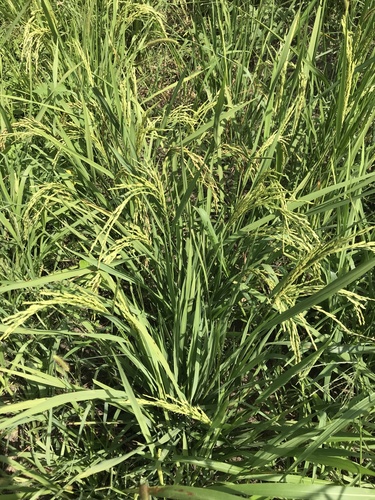 Asian Rice