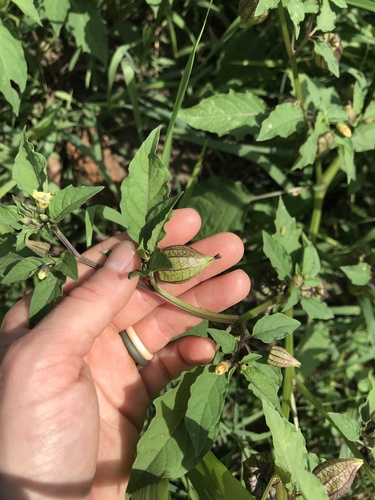 cutleaf groundcherry