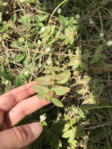Asthma Plant