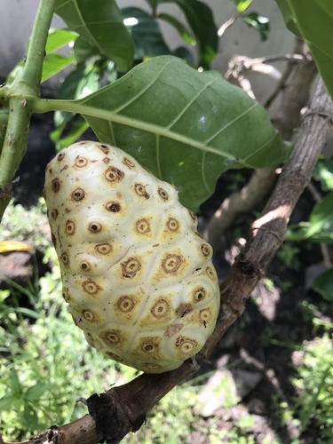 Noni