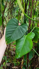 Philodendron hederaceum image