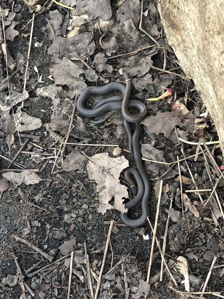 Prairie Ringneck Snake In April 2023 By Raney Yelenich · INaturalist