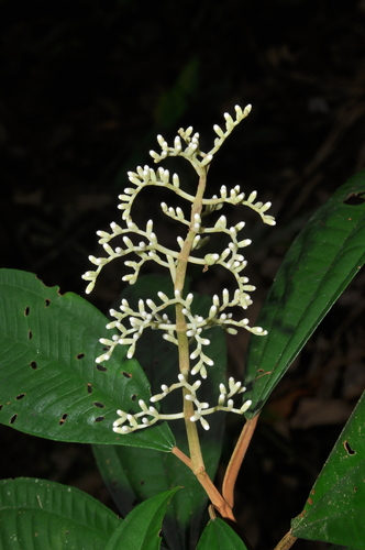 Miconia argyrophylla