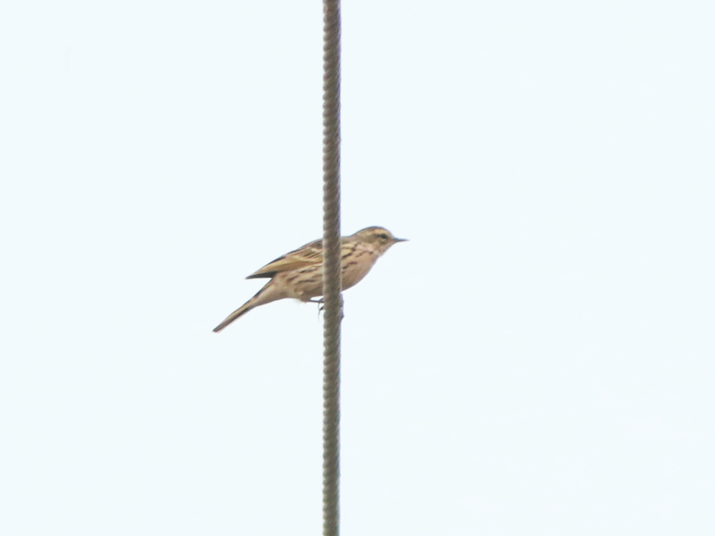 Rosy Pipit from Chandu Budhera, Haryana, India on April 18, 2023 at 09: ...